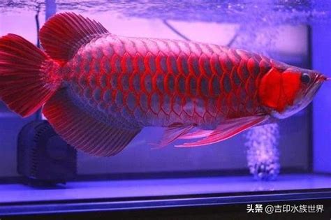 紅龍飼養|｜龍魚｜成長分享～紅龍魚怎麼養才會紅 ..